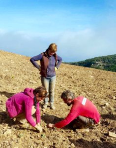 Plantation d'immortelle dans le Cap Corse