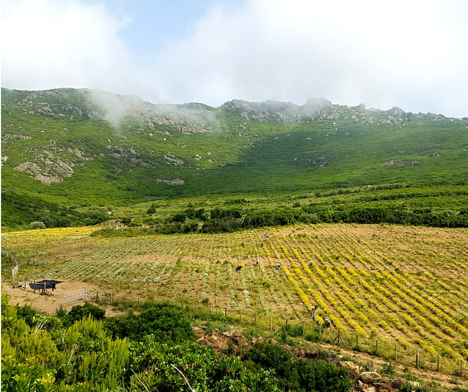 Première récolte de la plantation d'immortelles chez Intimu, Cap Corse