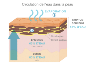 Schéma explicatif de la circulation de l'eau dans la peau